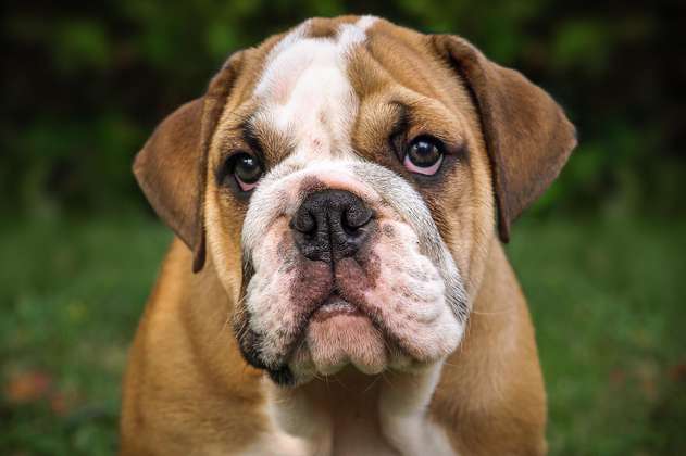 Veterinarios piden cambiar o prohibir la cría de bulldogs ingleses por su mala salud