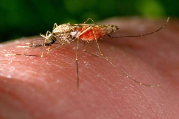 La malaria tendría vacuna: lo que debe saber sobre los experimentos de Biontech