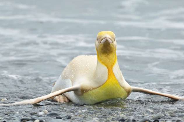 Un pingüino amarillo nunca antes visto fue captado por un fotógrafo de naturaleza