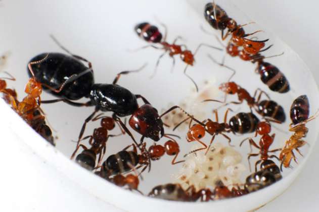 Crean la mayor base de datos sobre la convivencia de las hormigas 