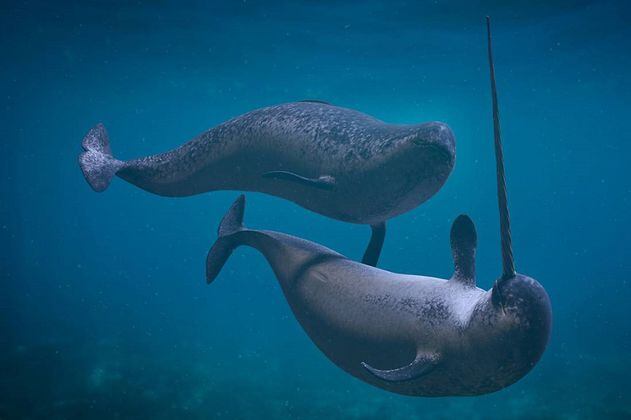 Científicos logran capturar los extraños sonidos de los unicornios del mar