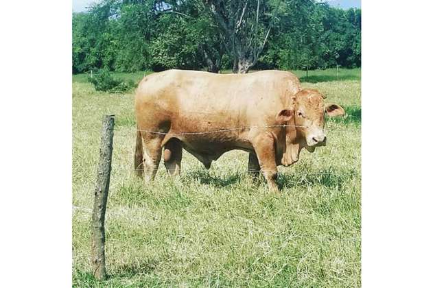 'El Tino' Asprilla alertó sobre el robo de su toro 'Lagrimón' en Tuluá