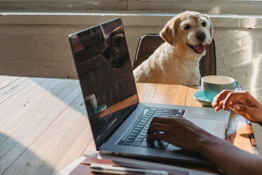 La presencia de los animales promueve una mayor interacción entre los trabajadores.