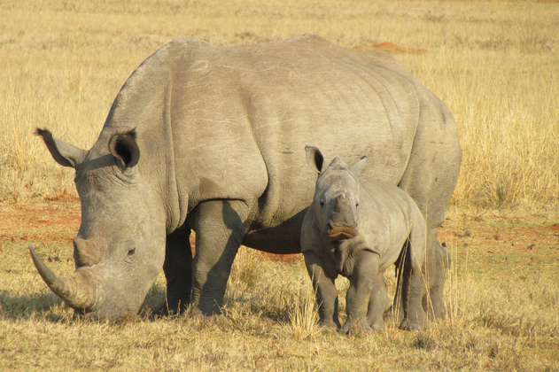 La crítica de Greenpeace a China por legalizar el uso de cuernos de rinoceronte