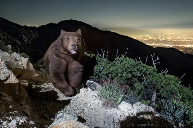 El ‘sonriente’ oso negro que se robó las miradas en las redes sociales