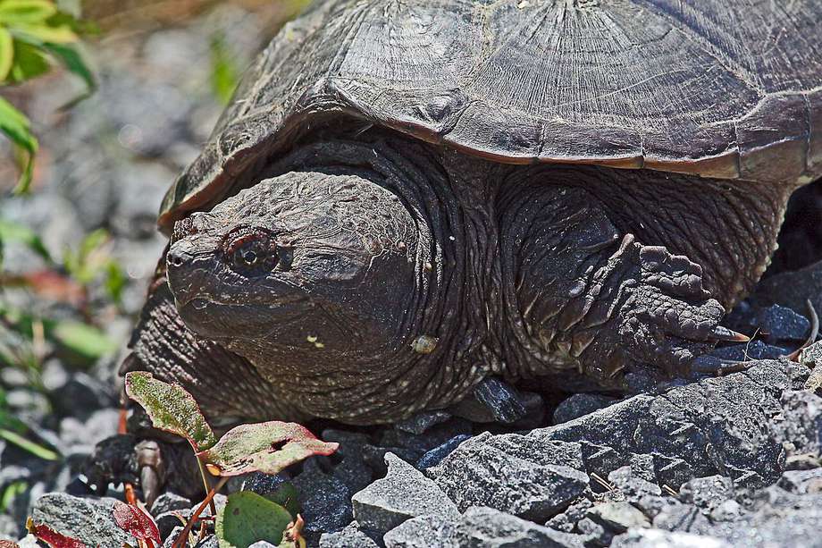Las tortugas mordedoras maduran entre los 11 y los 13 años.