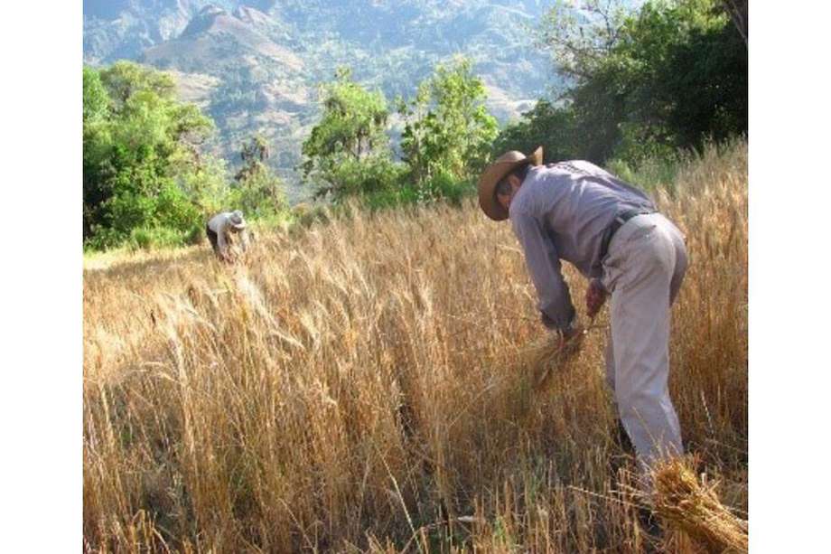 La provincia de Gutiérrez, en Boyacá, es la tierra del trigo y el maíz. Aquí un campesino cortando espigas de trigo