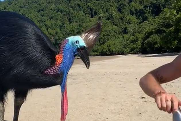 (VIDEO) Modelo uruguaya se hace amiga del “ave más peligrosa del mundo”