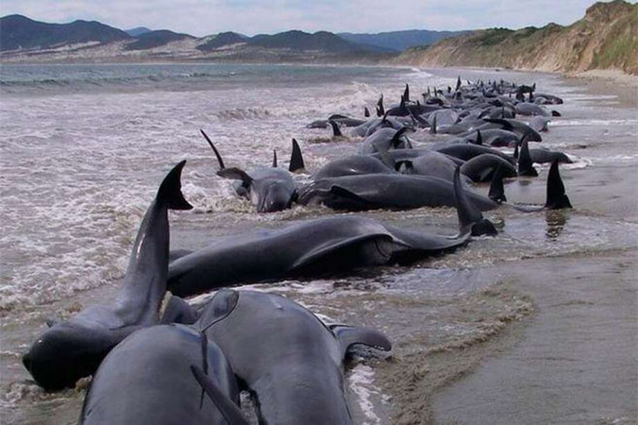 En 1918, las islas Chatham registraron un varamiento masivo con más de mil cetáceos muertos.