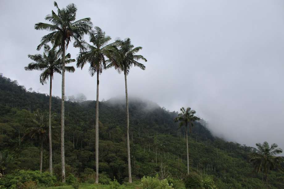 Las palmas de cera de Chaguaní crecen sobre una ladera de la cordillera Oriental. Pueden llegar a medir hasta 60 metros.