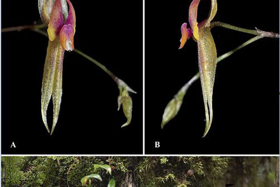 La orquídea "Lepanthes kokonuko"fue descubierta este año en el Parque Nacional Natural Puracé, entre Cauca y Huila. 