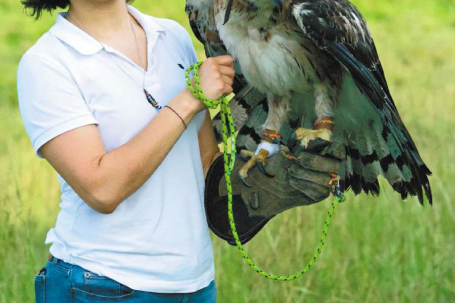 Ana María Morales con una águila real de montaña juvenil que fue liberada en febrero. / Cortesía Fundación Águilas de Los Andes