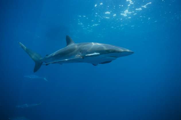 Pesca de tiburones: un asunto en el que ni Duque ni Petro aciertan