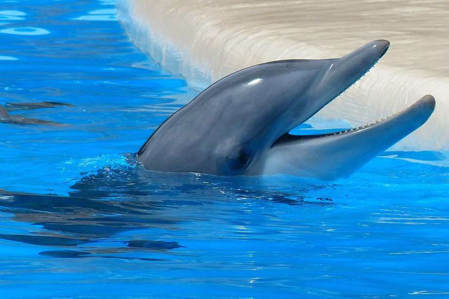 Ocho delfines de esta especie fueron puestos a prueba para ver si tenían memoria episódica. ¿Qué encontraron los investigadores? 