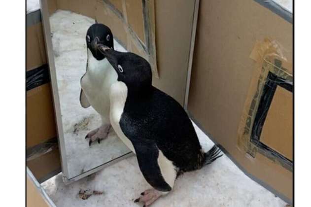 Una nueva prueba indica que los pingüinos podrían reconocerse en el espejo