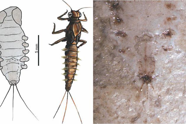 Fósiles de insectos de hace 100 millones de años descubiertos en La Calera