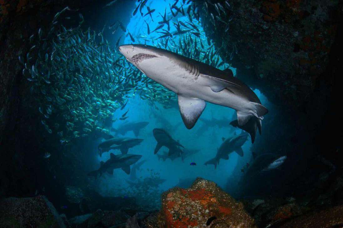 La isla de Fish Rock, en Nueva Gales del Sur, es uno de los principales hábitats para el tiburón nodriza gris, especie que está en peligro de extinción.