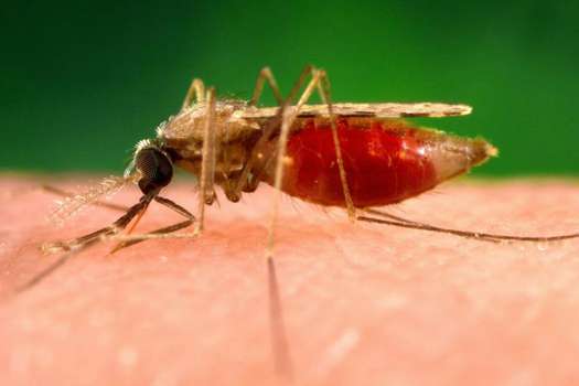 Los mosquitos Anopheles hembras son los culpables de transmitir el parásito que causa la malaria. / Pixnio