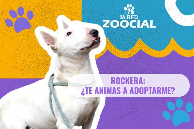 (VIDEO) Soy Rockera, una bull terrier de siete años, ¿te animas a adoptarme?