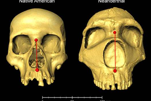 Los portadores de material genético neandertal tienen una mayor altura nasal. / Kaustubh Adhikari (UCL)