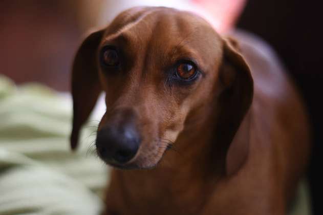 Estudio explica por qué los perros enternecen a las personas con su mirada