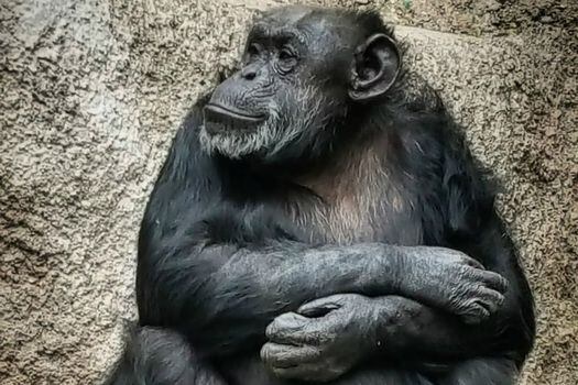 Cecilia, la chimpancé.  / AFP 