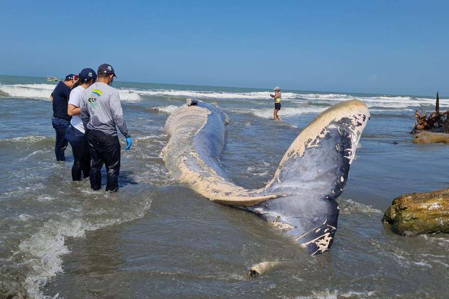 En este momento se determinan las posibles causas de muerte del mamífero marino.
