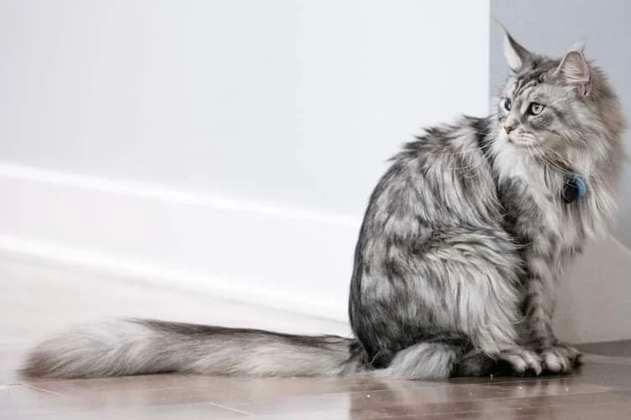 En fotos: el gato con la cola más larga del mundo, según Guinness World Records