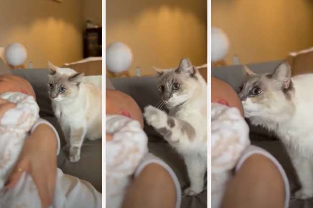 Un gatito da la bienvenida a bebé recién nacida con tierno gesto y se hace viral