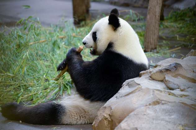 Nace en China primer panda del mundo de una madre en cautiverio y un padre en libertad