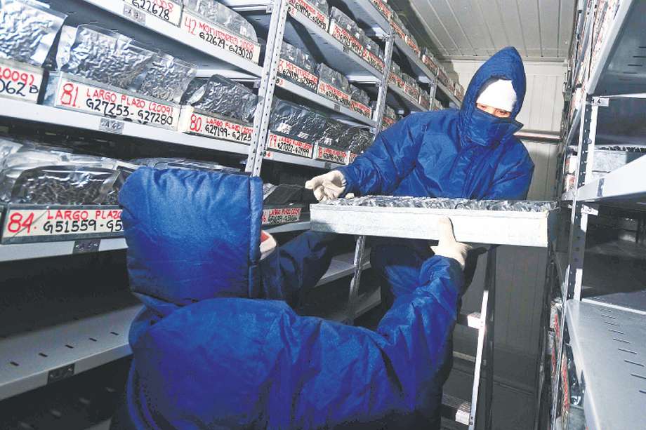 El equipo del Banco de Recursos Genéticos debe usar un vestuario adecuado para trabajar a bajísima temperatura.  / Neil Palmer - CIAT
