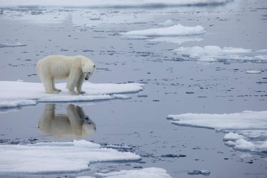 Un oso polar parado sobre el derretimiento del hielo marino en Svalbard, Noruega, en 2013. /KtMiller-AFP