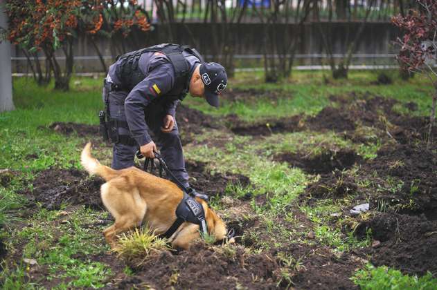 Los perros que buscan a los desaparecidos del conflicto armado