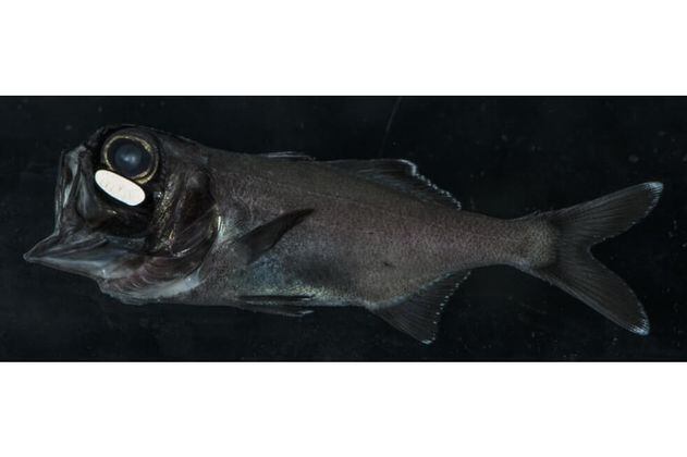 El pez ojo de linterna se agrupa de noche con los suyos gracias a la luz