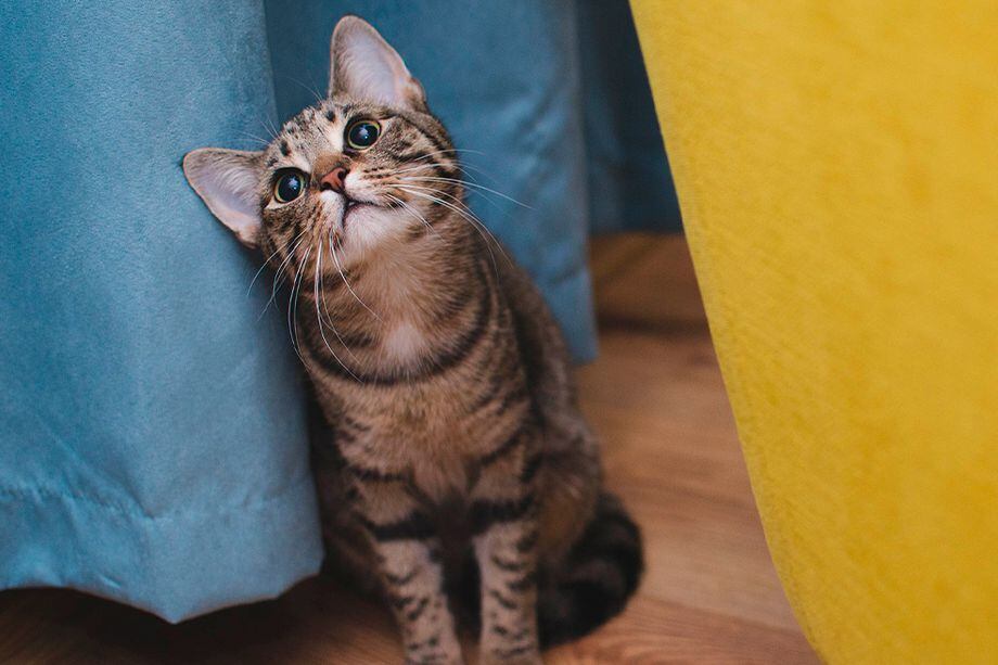 5 cosas que los gatos aman hacer con sus dueños