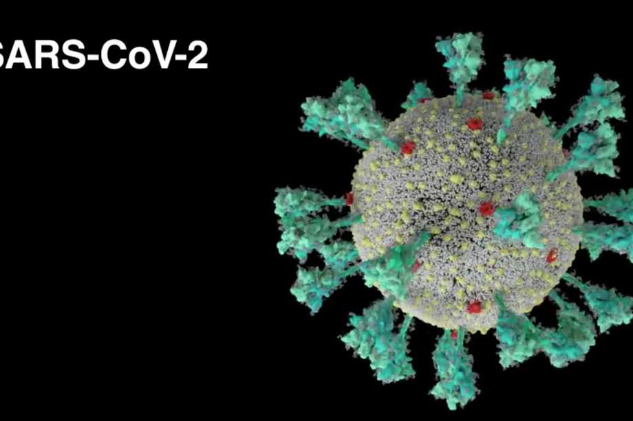 En este video científicos explican de forma didáctica cómo entra el nuevo coronavirus a las células humanas.