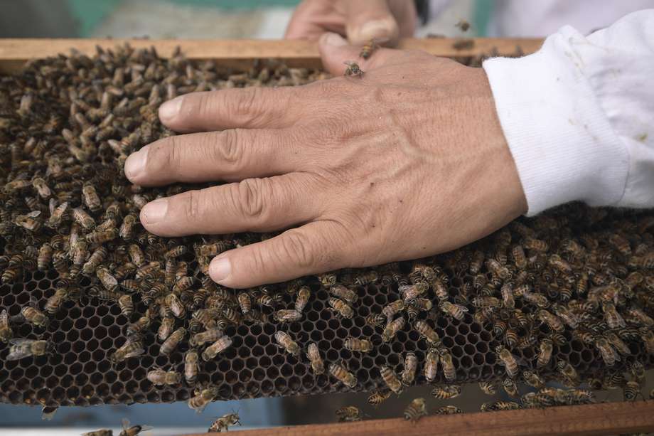 Garantizar la salud de la abeja reina parece asegurar la salud de toda la colmena.