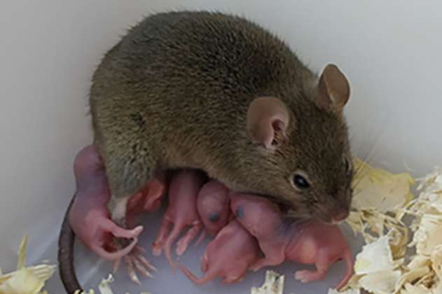 Científicos logran que una ratona tenga hijos sin sexo o esperma