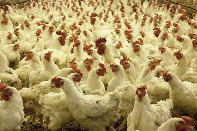 El pollo de granja moderno es irreconocible respecto a sus ancestros
