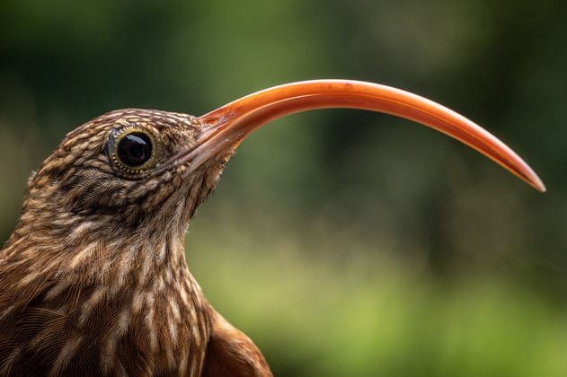 Colombia se queda de nuevo con el primer lugar en avistamiento de aves