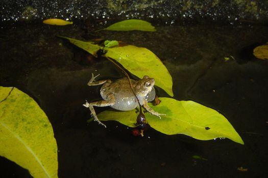 Esta es la Engystomops pustulosus, una especie de rana que hace parte del proyecto Cucusonic.