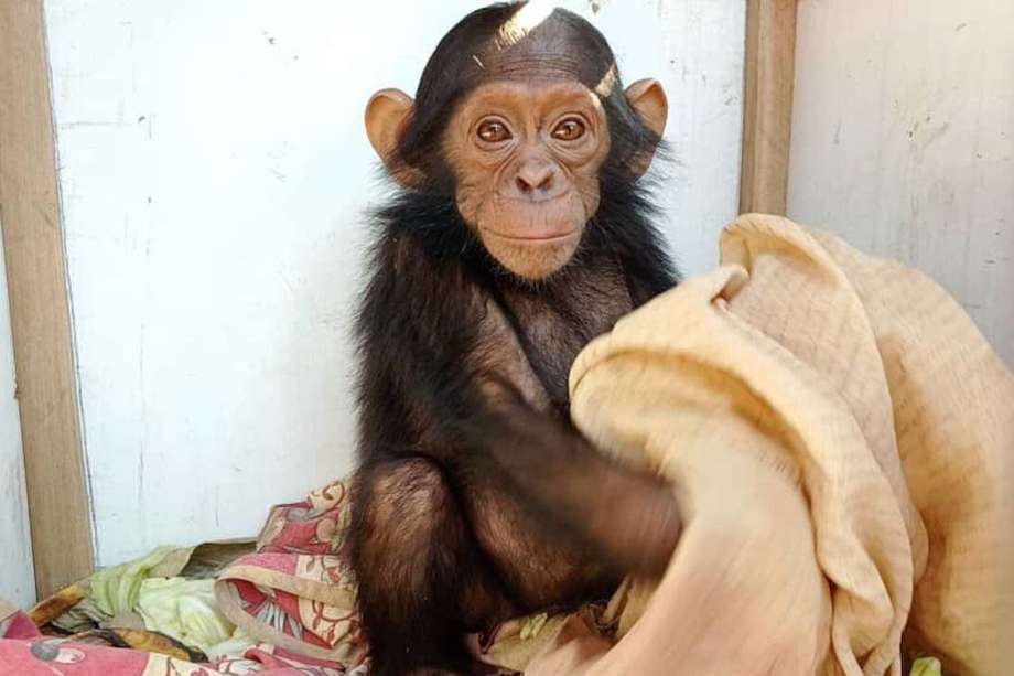 Este es César, uno de los tres chimpancés secuestrados.