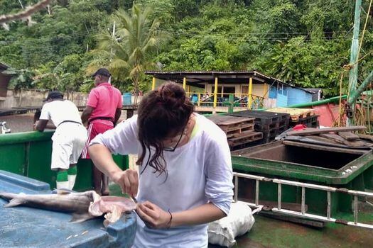 La investigadora Melany Villate tomando muestras de tejidos de tiburones en el Chocó para analizar su ADN.

 / Cortesía de Juliana López Angarita