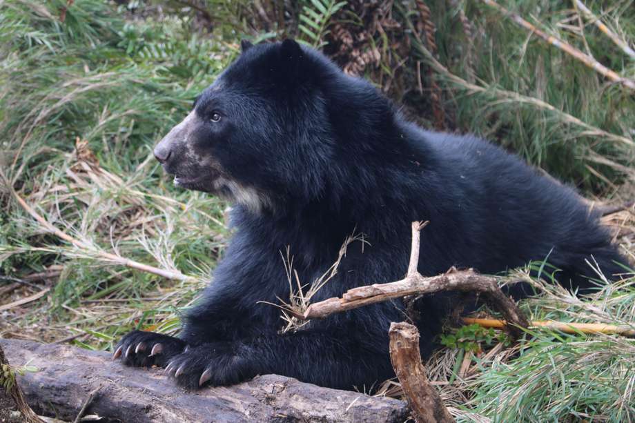 Oso de anteojos, también conocido como oso frontino, oso andino, oso sudamericano, ucumari y jukumari.