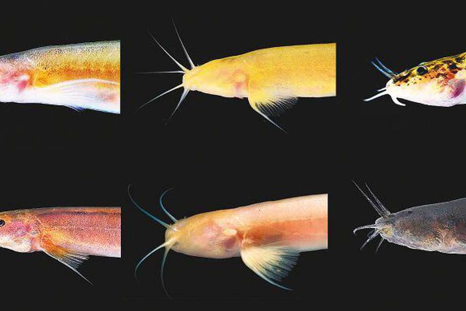 La adaptación de los peces a entornos hostiles, como las cuevas, genera una pérdida de pigmentación en la piel y carencia de ojos. / Foto: Felipe Villegas - Instituto Humboldt