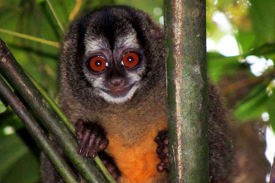 Fueron analizadas especies de 68 zonas de América y Madagascar. 
