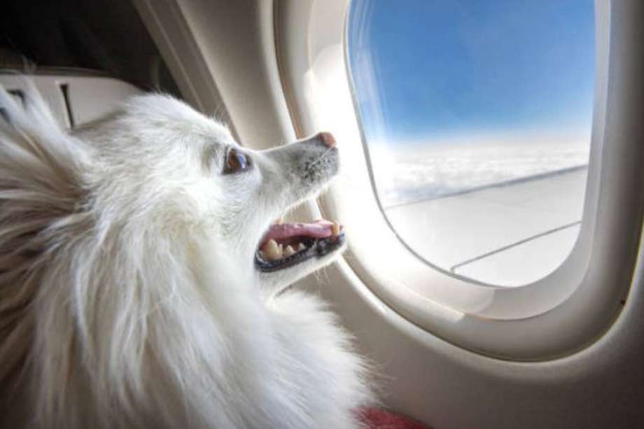 Los viajes en avión requieren cuidados especiales. 