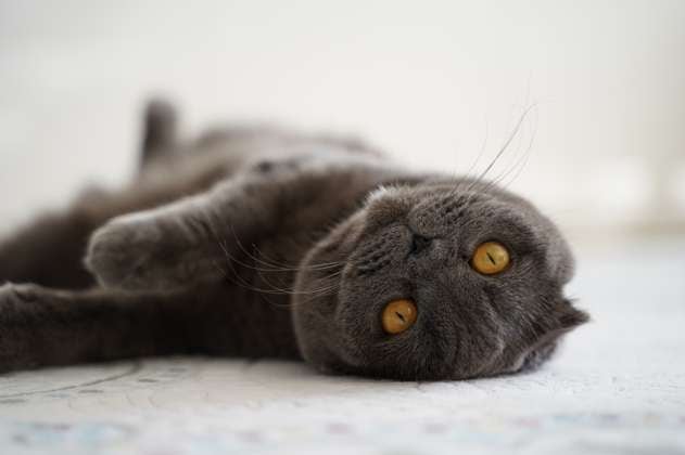 ¿Cómo se comunican los gatos con sus ojos?