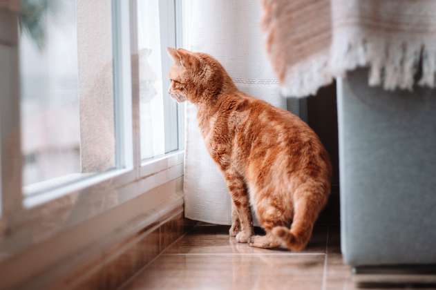 ¿Qué cosas perciben los gatos en las casas?