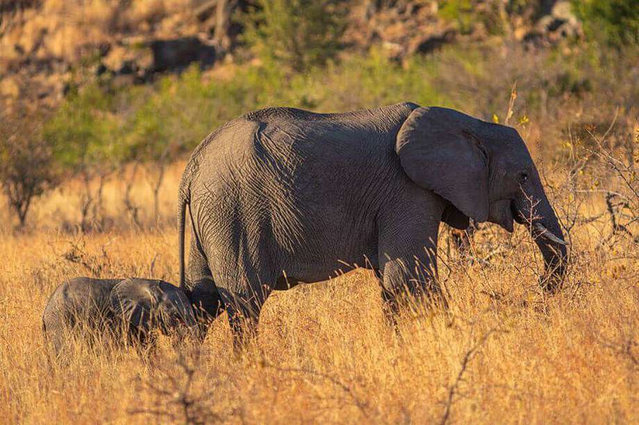 Los elefantes africanos están en peligro debido a la pérdida de hábitat y a la caza furtiva.